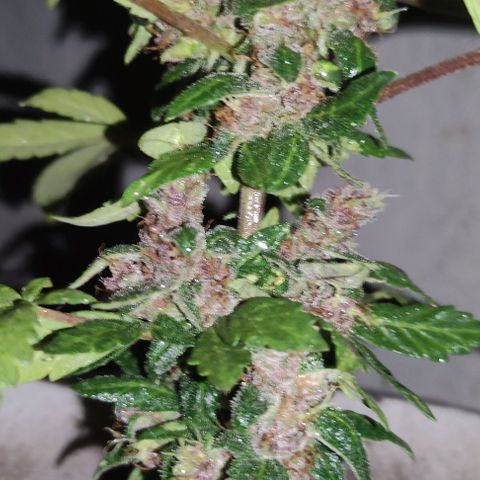 Purple Bud Auto growlog timeline photo