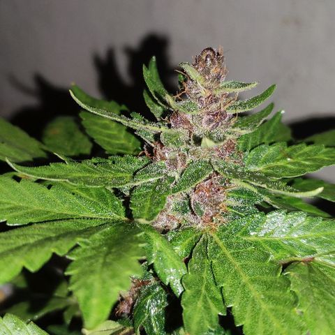 Purple Bud Auto growlog timeline photo