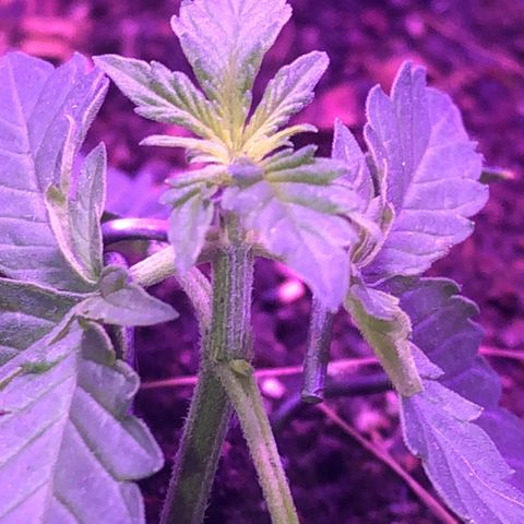Tropical Tangie growlog photo: Ramificações nascendo
