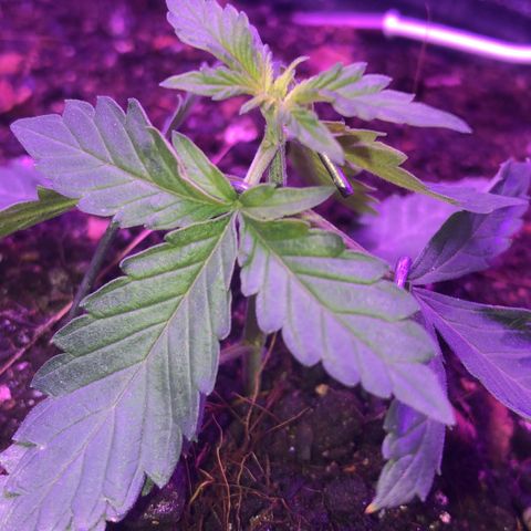 Tropical Tangie growlog timeline photo