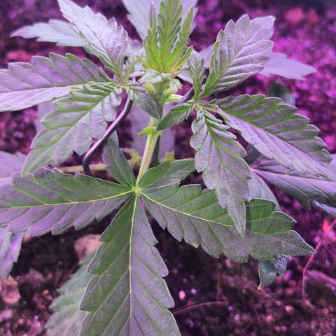 Tropical Tangie growlog timeline photo