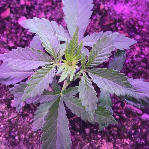 Tropical Tangie growlog timeline photo