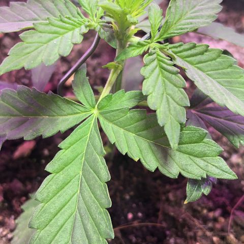 Tropical Tangie growlog timeline photo