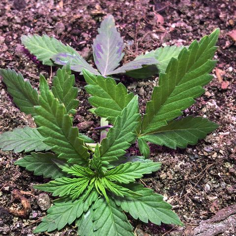 Tropical Tangie growlog timeline photo