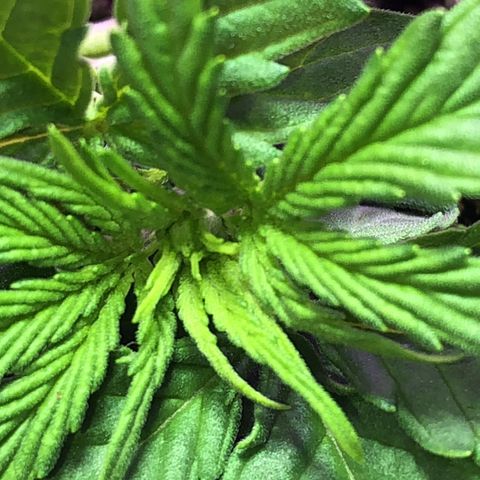 Tropical Tangie growlog timeline photo