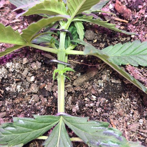 Tropical Tangie growlog timeline photo