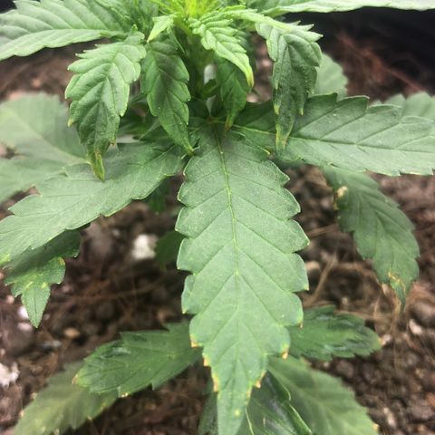 Tropical Tangie growlog timeline photo