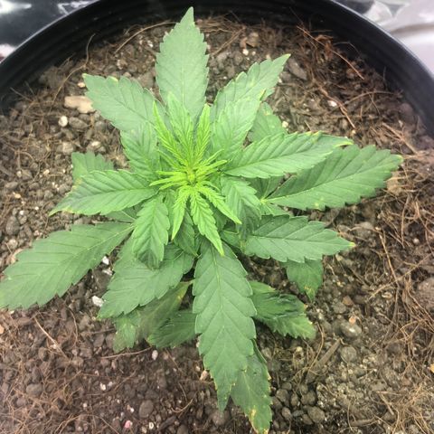 Tropical Tangie growlog timeline photo