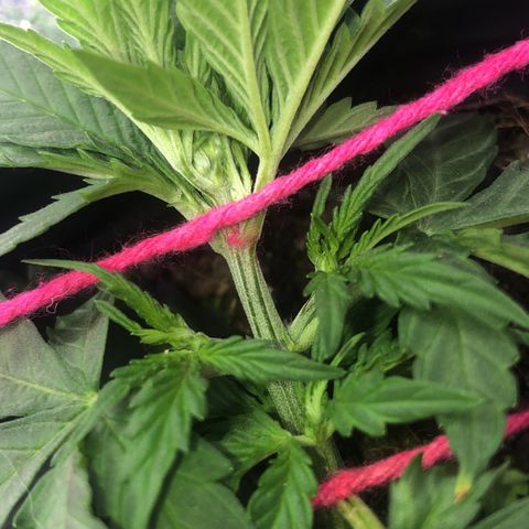 Tropical Tangie growlog timeline photo