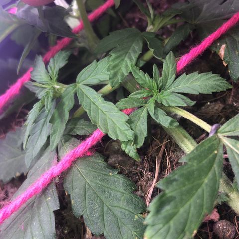Tropical Tangie growlog timeline photo
