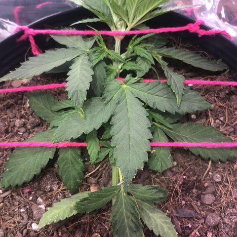 Tropical Tangie growlog timeline photo