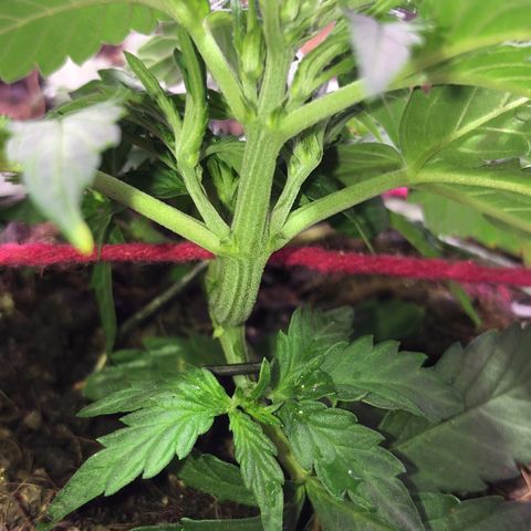 Tropical Tangie growlog timeline photo