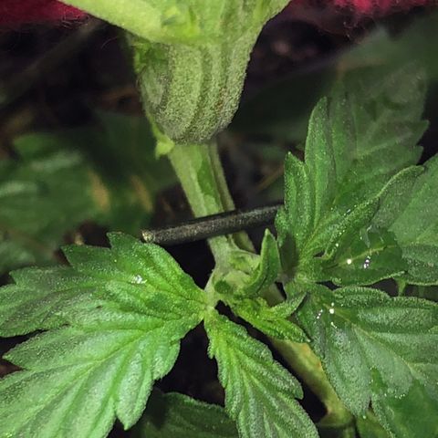 Tropical Tangie growlog timeline photo