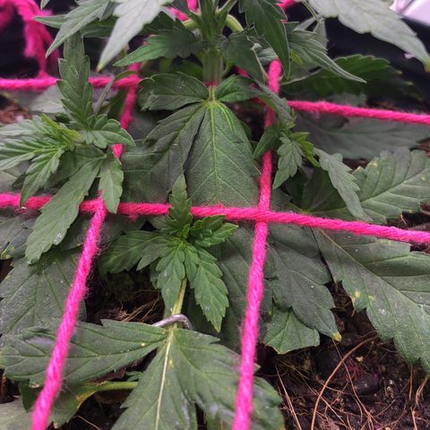 Tropical Tangie growlog timeline photo