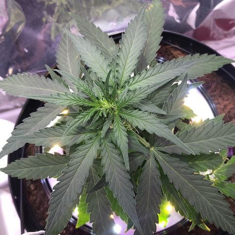 Tropical Tangie growlog timeline photo