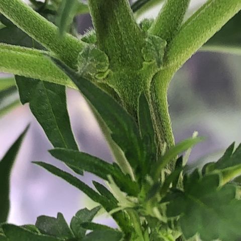 Tropical Tangie growlog timeline photo