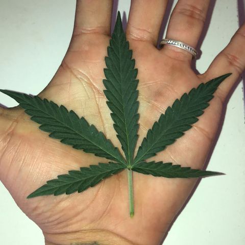 Tropical Tangie growlog timeline photo