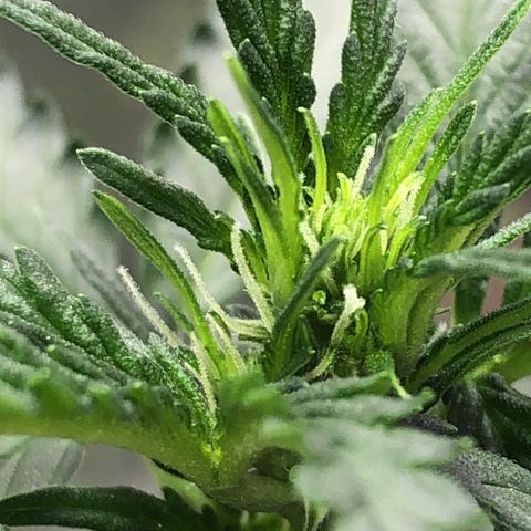 Tropical Tangie growlog timeline photo