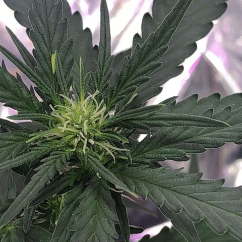 Tropical Tangie growlog timeline photo