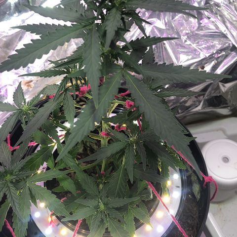 Tropical Tangie growlog timeline photo