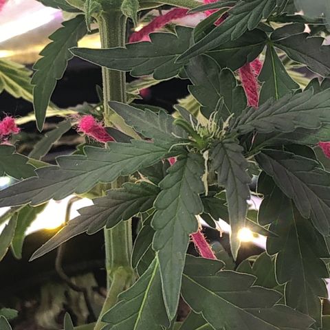 Tropical Tangie growlog timeline photo
