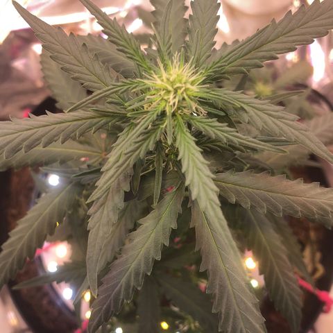 Tropical Tangie growlog timeline photo