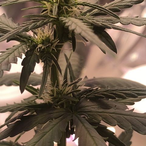 Tropical Tangie growlog timeline photo