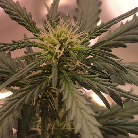 Tropical Tangie growlog timeline photo