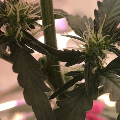 Tropical Tangie growlog timeline photo