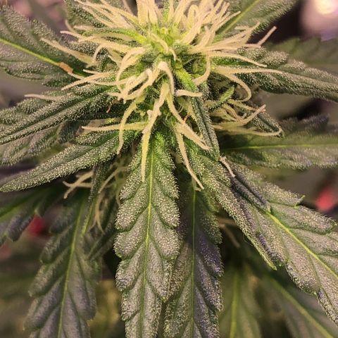 Tropical Tangie growlog timeline photo