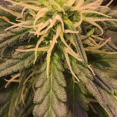 Tropical Tangie growlog timeline photo