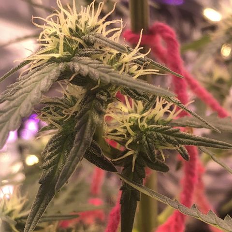 Tropical Tangie growlog timeline photo