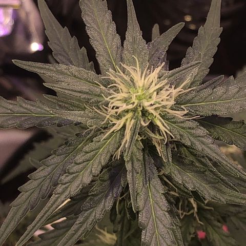 Tropical Tangie growlog timeline photo