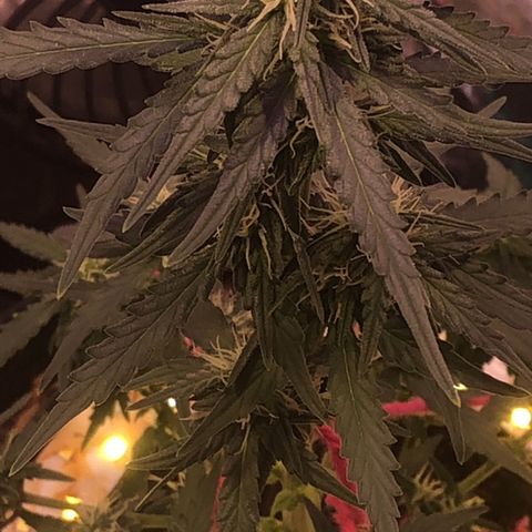 Tropical Tangie growlog timeline photo