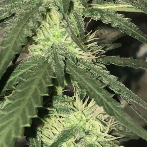 Tropical Tangie growlog timeline photo