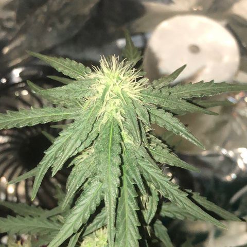 Tropical Tangie growlog timeline photo