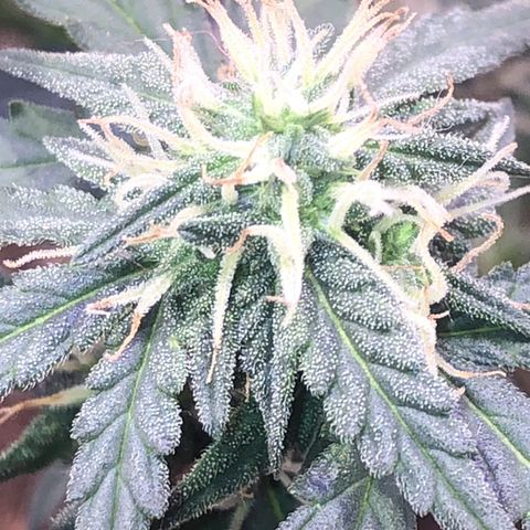 Tropical Tangie growlog timeline photo
