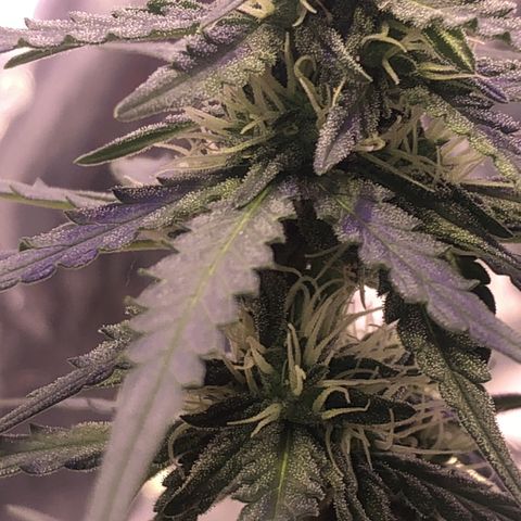 Tropical Tangie growlog timeline photo