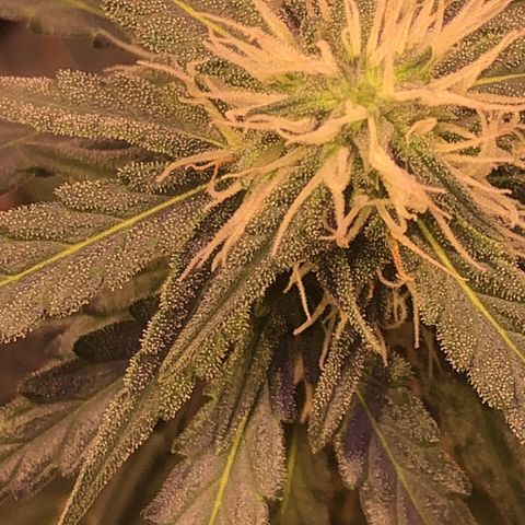 Tropical Tangie growlog timeline photo