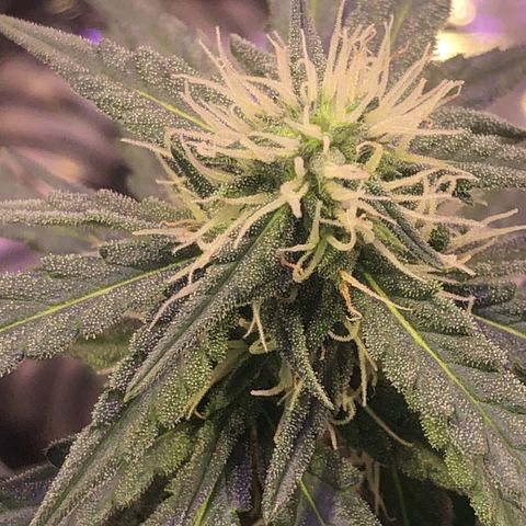Tropical Tangie growlog timeline photo