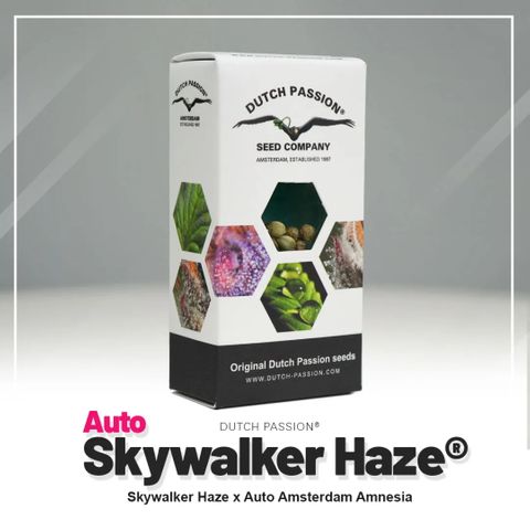 Auto Skywalker Haze growlog in Growbiarra