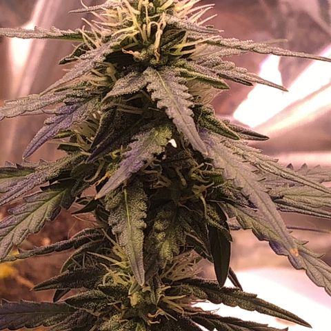 Tropical Tangie growlog timeline photo