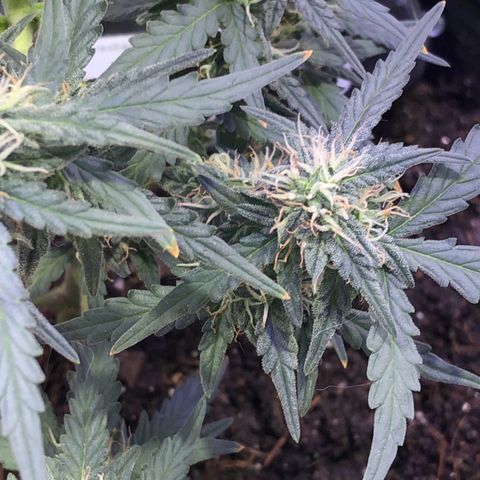 Tropical Tangie growlog timeline photo