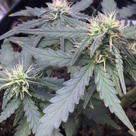 Tropical Tangie growlog timeline photo