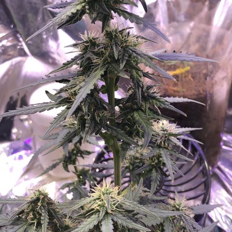 Tropical Tangie growlog timeline photo