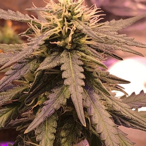 Tropical Tangie growlog timeline photo