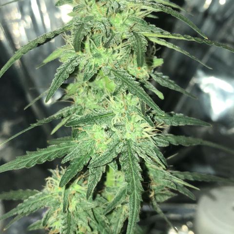 Tropical Tangie growlog timeline photo
