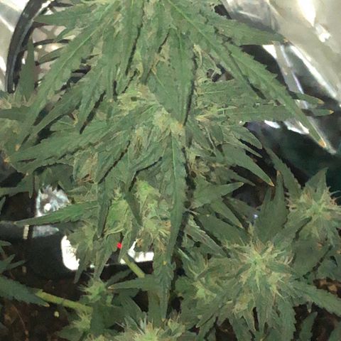 Tropical Tangie growlog timeline photo