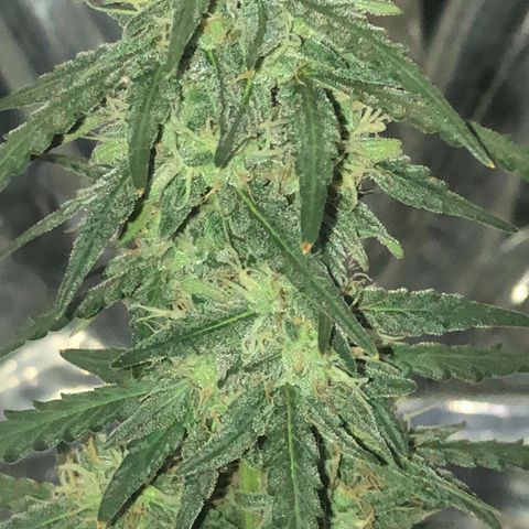 Tropical Tangie growlog timeline photo