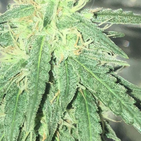 Tropical Tangie growlog timeline photo